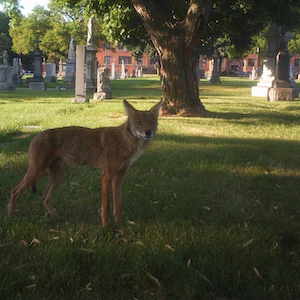 Coyote in Cemetery